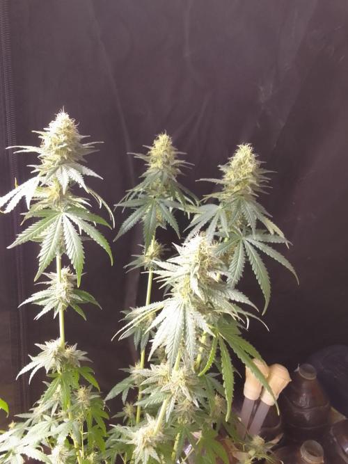 PURE SKUNK . Week 8