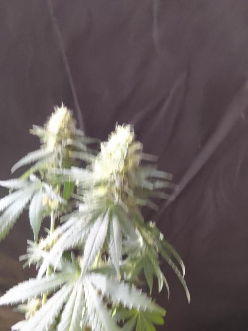 PURE SKUNK . Week 8