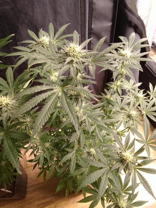PURE SKUNK . Week 8