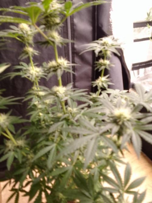PURE SKUNK . Week 8