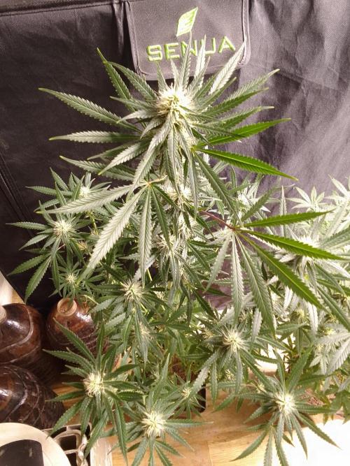 PURE SKUNK . Week 8