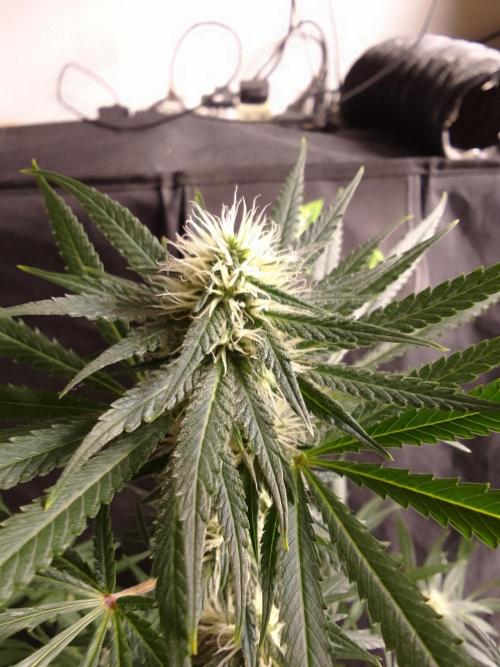 PURE SKUNK . Week 8