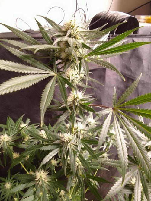 PURE SKUNK . Week 8