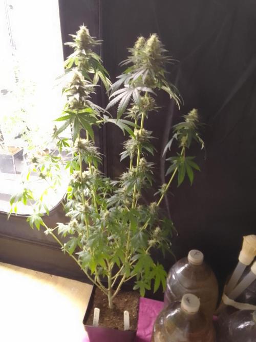 PURE SKUNK . Week 8