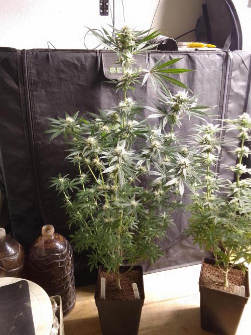 Pure Skunk Go Fast. Week 8