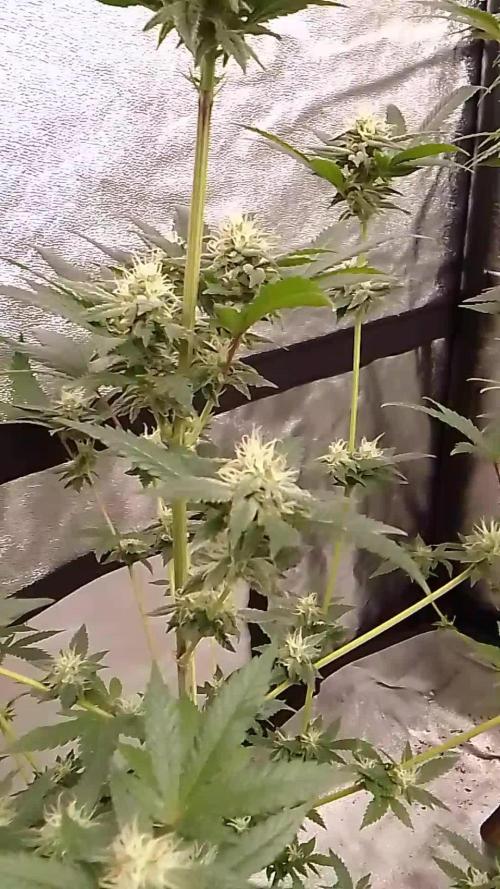 AMNESIA HAZE GO FAST kannabia seed's