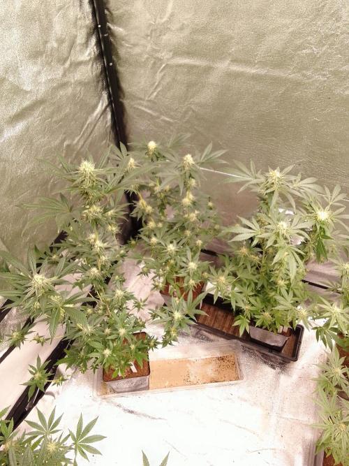 AMNESIA HAZE GO FAST kannabia seed's. Week 13