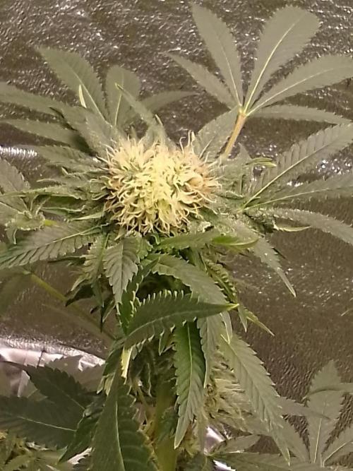 AMNESIA HAZE GO FAST kannabia seed's. Week 13