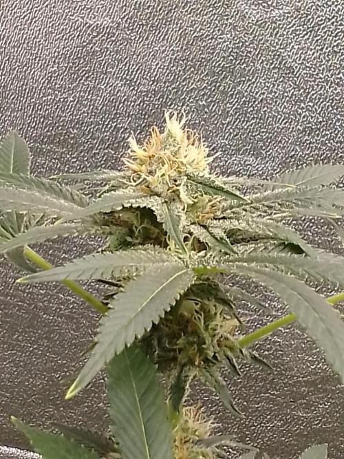 AMNESIA HAZE GO FAST kannabia seed's. Week 13