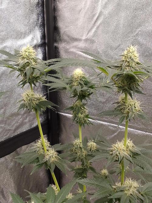 AMNESIA HAZE GO FAST kannabia seed's. Week 13