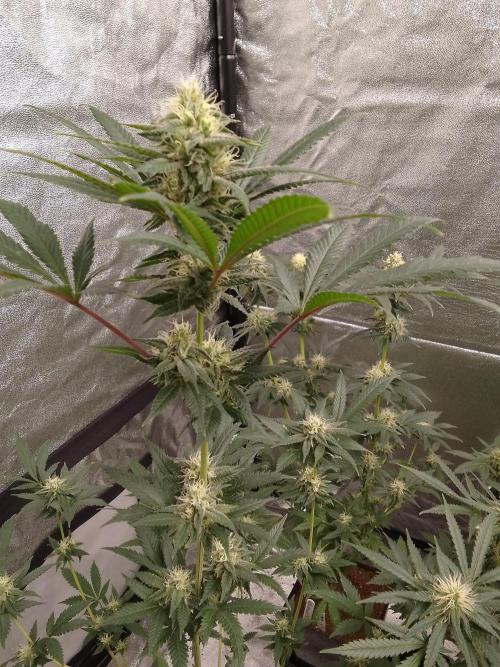 AMNESIA HAZE GO FAST kannabia seed's. Week 13