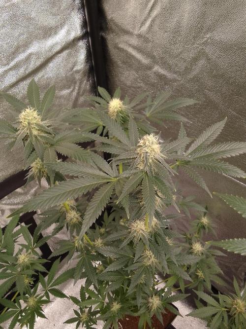 AMNESIA HAZE GO FAST kannabia seed's. Week 13