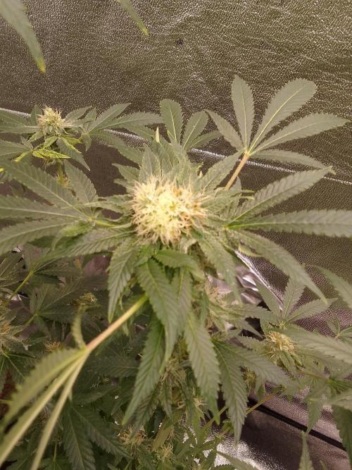 AMNESIA HAZE GO FAST kannabia seed's. Week 13