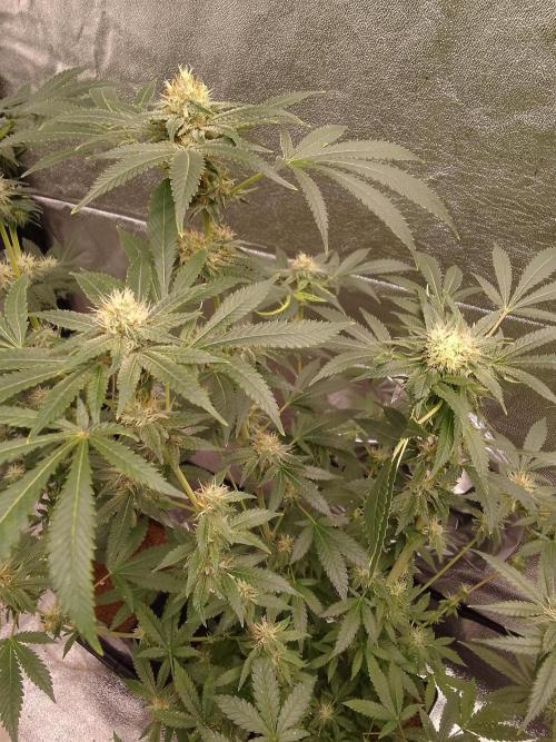 AMNESIA HAZE GO FAST kannabia seed's. Week 13