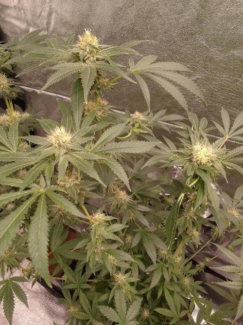 AMNESIA HAZE GO FAST kannabia seed's. Week 13