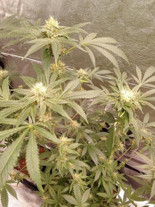 AMNESIA HAZE GO FAST kannabia seed's. Week 13