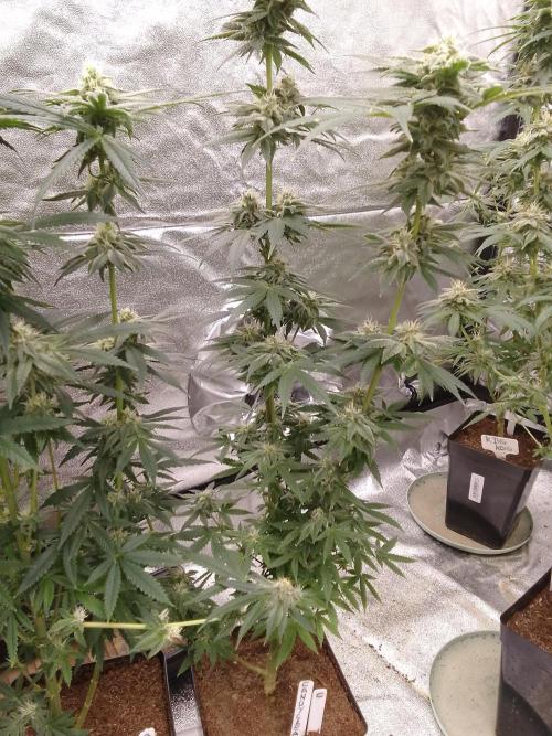 CANDY CREAM GO FAST. Week 9