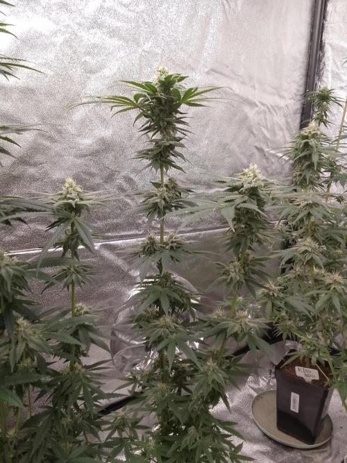 CANDY CREAM GO FAST. Week 9
