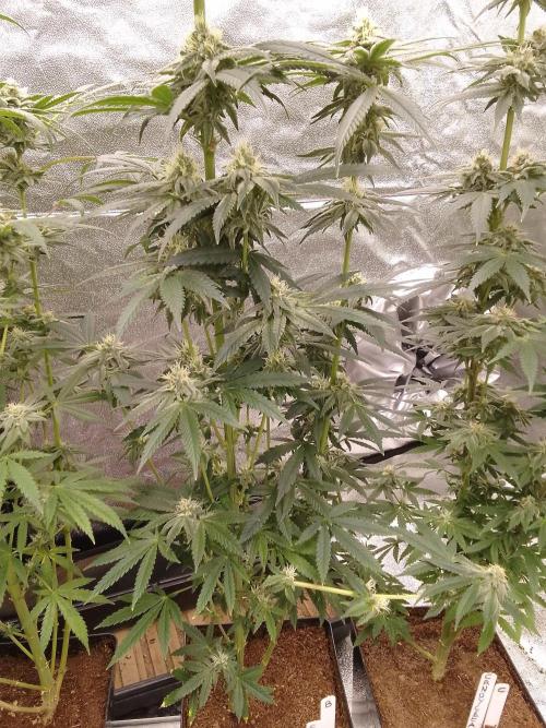 CANDY CREAM GO FAST. Week 9