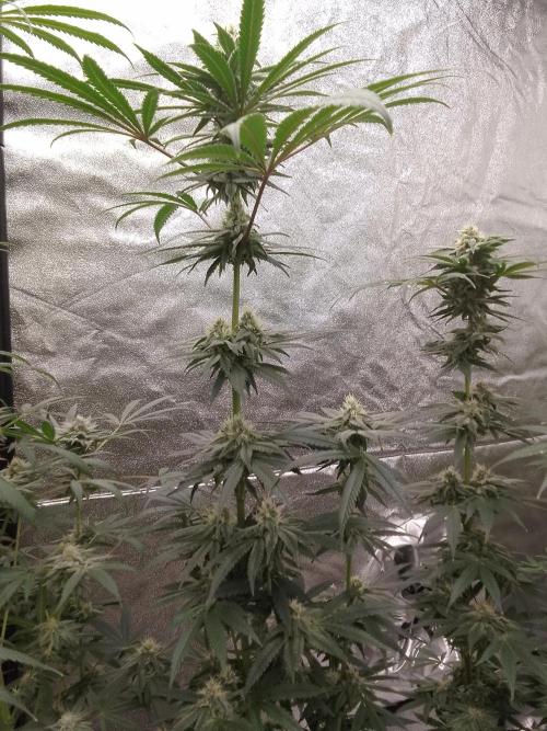 CANDY CREAM GO FAST. Week 9