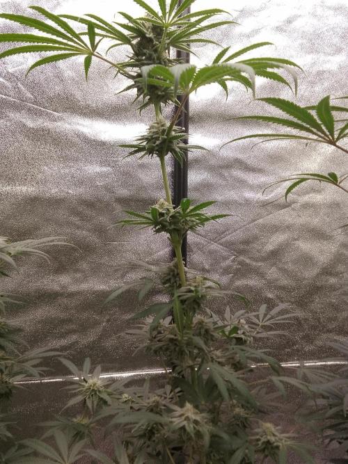 CANDY CREAM GO FAST. Week 9