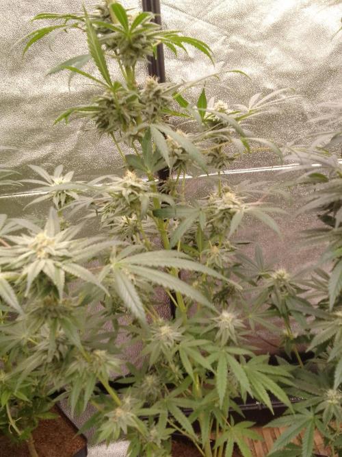 CANDY CREAM GO FAST. Week 9