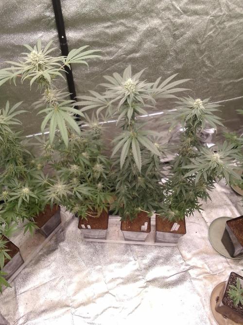 CANDY CREAM GO FAST. Week 9