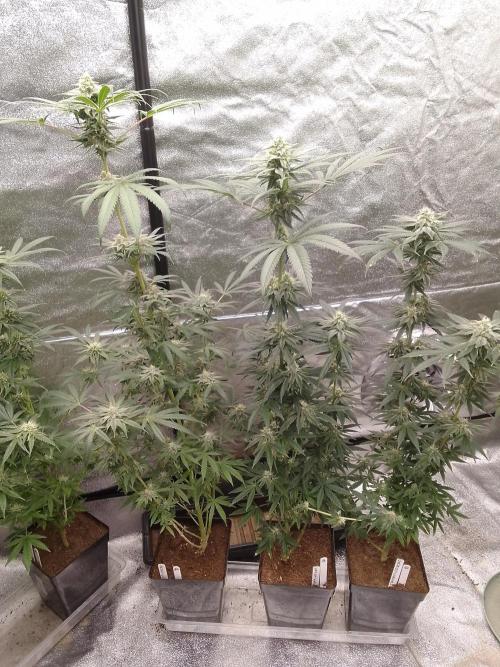 CANDY CREAM GO FAST. Week 9