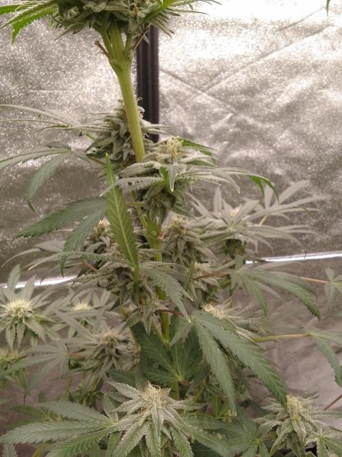 CANDY CREAM GO FAST. Week 9