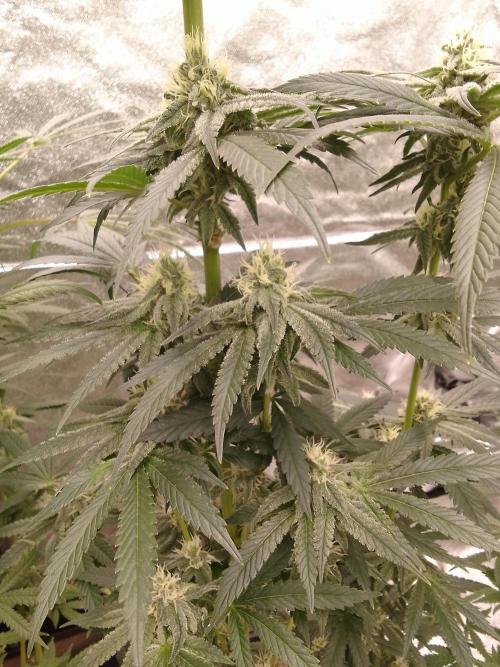 CANDY CREAM GO FAST. Week 9