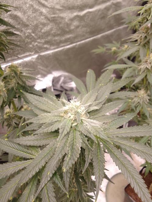 CANDY CREAM GO FAST. Week 9