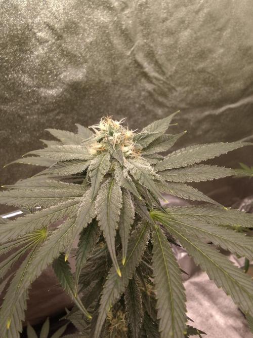 CANDY CREAM GO FAST. Week 9