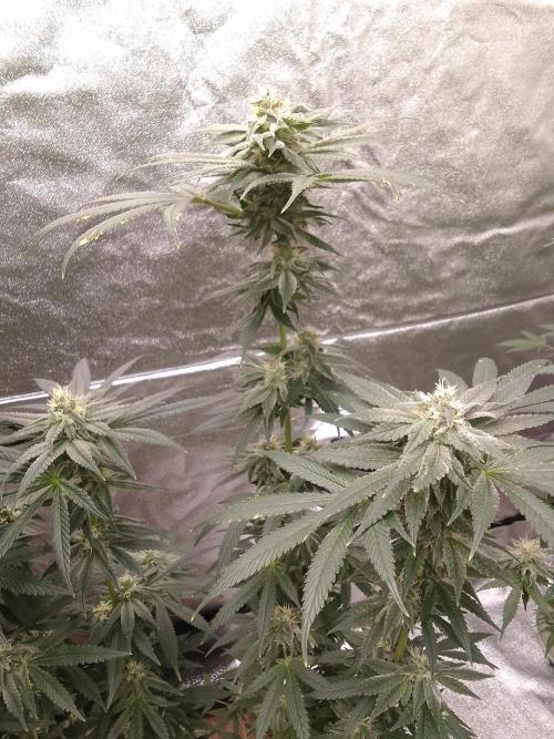 CANDY CREAM GO FAST. Week 9