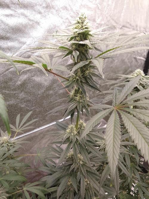 CANDY CREAM GO FAST. Week 9