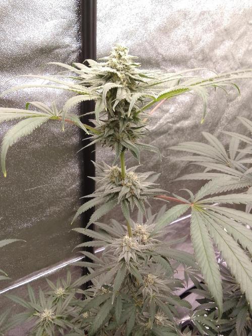 CANDY CREAM GO FAST. Week 9