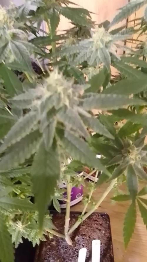 SUNSET SHERBET GO FAST