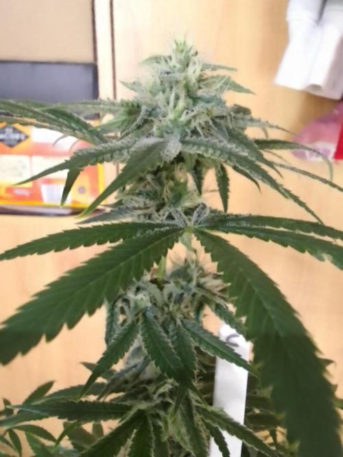 SUNSET SHERBET GO FAST. Week 10