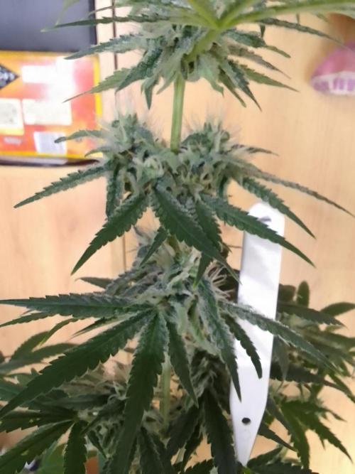 SUNSET SHERBET GO FAST. Week 10