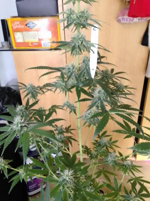 SUNSET SHERBET GO FAST. Week 10