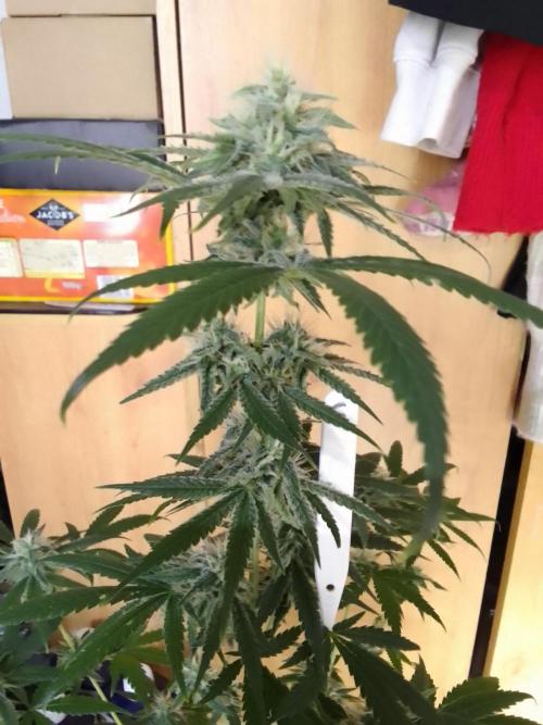 SUNSET SHERBET GO FAST. Week 10