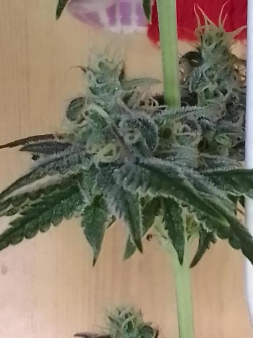 SUNSET SHERBET GO FAST. Week 10
