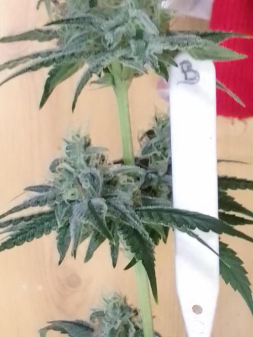SUNSET SHERBET GO FAST. Week 10