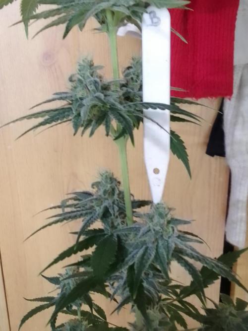 SUNSET SHERBET GO FAST. Week 10