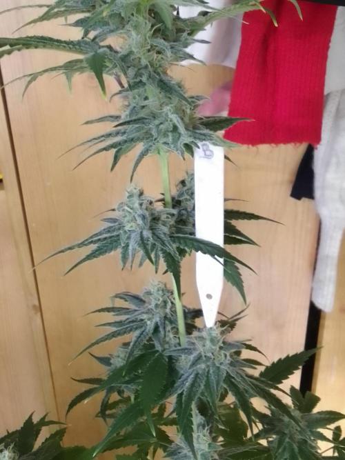 SUNSET SHERBET GO FAST. Week 10