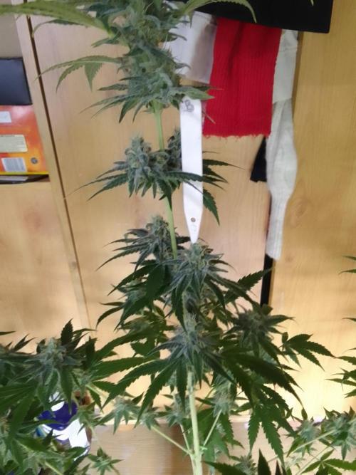 SUNSET SHERBET GO FAST. Week 10
