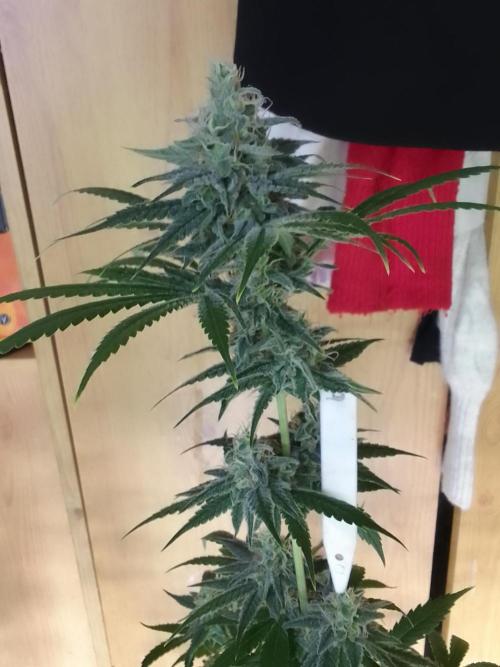 SUNSET SHERBET GO FAST. Week 10