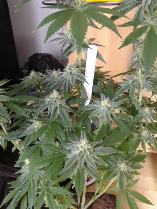 SUNSET SHERBET GO FAST. Week 10