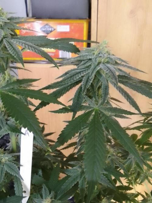 SUNSET SHERBET GO FAST. Week 10