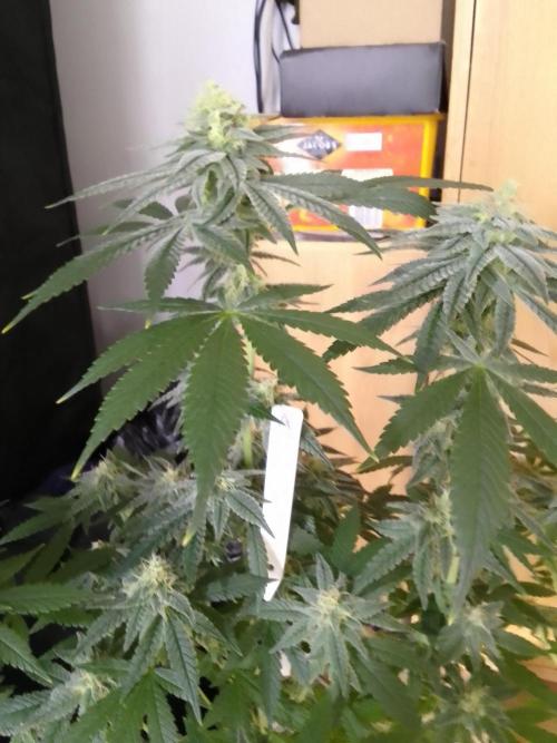 SUNSET SHERBET GO FAST. Week 10