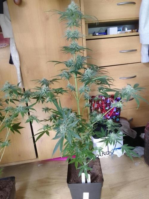 SUNSET SHERBET GO FAST. Week 10